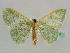  ( - BC ZSM Lep 41244)  @13 [ ] CreativeCommons - Attribution Non-Commercial Share-Alike (2010) Axel Hausmann/Bavarian State Collection of Zoology (ZSM) SNSB, Zoologische Staatssammlung Muenchen
