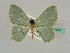  (Prasinocyma albisticta - BC ZSM Lep 41245)  @14 [ ] CreativeCommons - Attribution Non-Commercial Share-Alike (2010) Axel Hausmann/Bavarian State Collection of Zoology (ZSM) SNSB, Zoologische Staatssammlung Muenchen