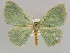  ( - BC ZSM Lep 41247)  @14 [ ] CreativeCommons - Attribution Non-Commercial Share-Alike (2010) Axel Hausmann/Bavarian State Collection of Zoology (ZSM) SNSB, Zoologische Staatssammlung Muenchen