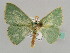  ( - BC ZSM Lep 41249)  @13 [ ] CreativeCommons - Attribution Non-Commercial Share-Alike (2010) Axel Hausmann/Bavarian State Collection of Zoology (ZSM) SNSB, Zoologische Staatssammlung Muenchen
