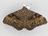  ( - BC ZSM Lep 33493)  @13 [ ] CreativeCommons - Attribution Non-Commercial Share-Alike (2010) Axel Hausmann/Bavarian State Collection of Zoology (ZSM) SNSB, Zoologische Staatssammlung Muenchen