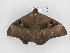  ( - BC ZSM Lep 33494)  @13 [ ] CreativeCommons - Attribution Non-Commercial Share-Alike (2010) Axel Hausmann/Bavarian State Collection of Zoology (ZSM) SNSB, Zoologische Staatssammlung Muenchen