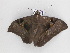  ( - BC ZSM Lep 33495)  @13 [ ] CreativeCommons - Attribution Non-Commercial Share-Alike (2010) Axel Hausmann/Bavarian State Collection of Zoology (ZSM) SNSB, Zoologische Staatssammlung Muenchen