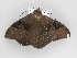  ( - BC ZSM Lep 33496)  @13 [ ] CreativeCommons - Attribution Non-Commercial Share-Alike (2010) Axel Hausmann/Bavarian State Collection of Zoology (ZSM) SNSB, Zoologische Staatssammlung Muenchen