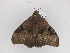  ( - BC ZSM Lep 33497)  @13 [ ] CreativeCommons - Attribution Non-Commercial Share-Alike (2010) Axel Hausmann/Bavarian State Collection of Zoology (ZSM) SNSB, Zoologische Staatssammlung Muenchen