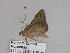  ( - BC ZSM Lep 33524)  @13 [ ] CreativeCommons - Attribution Non-Commercial Share-Alike (2010) Axel Hausmann/Bavarian State Collection of Zoology (ZSM) SNSB, Zoologische Staatssammlung Muenchen