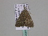  ( - BC ZSM Lep 33531)  @13 [ ] CreativeCommons - Attribution Non-Commercial Share-Alike (2010) Axel Hausmann/Bavarian State Collection of Zoology (ZSM) SNSB, Zoologische Staatssammlung Muenchen