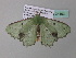  (Victoria compsa - BC ZSM Lep 34193)  @13 [ ] CreativeCommons - Attribution Non-Commercial Share-Alike (2010) Axel Hausmann/Bavarian State Collection of Zoology (ZSM) SNSB, Zoologische Staatssammlung Muenchen