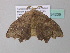  ( - BC ZSM Lep 34209)  @12 [ ] CreativeCommons - Attribution Non-Commercial Share-Alike (2010) Axel Hausmann/Bavarian State Collection of Zoology (ZSM) SNSB, Zoologische Staatssammlung Muenchen