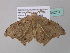  ( - BC ZSM Lep 34210)  @13 [ ] CreativeCommons - Attribution Non-Commercial Share-Alike (2010) Axel Hausmann/Bavarian State Collection of Zoology (ZSM) SNSB, Zoologische Staatssammlung Muenchen