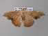  ( - BC ZSM Lep 34211)  @13 [ ] CreativeCommons - Attribution Non-Commercial Share-Alike (2010) Axel Hausmann/Bavarian State Collection of Zoology (ZSM) SNSB, Zoologische Staatssammlung Muenchen