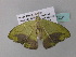  ( - BC ZSM Lep 34231)  @12 [ ] CreativeCommons - Attribution Non-Commercial Share-Alike (2010) Axel Hausmann/Bavarian State Collection of Zoology (ZSM) SNSB, Zoologische Staatssammlung Muenchen