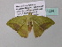  ( - BC ZSM Lep 34234)  @13 [ ] CreativeCommons - Attribution Non-Commercial Share-Alike (2010) Axel Hausmann/Bavarian State Collection of Zoology (ZSM) SNSB, Zoologische Staatssammlung Muenchen