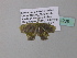  ( - BC ZSM Lep 34238)  @13 [ ] CreativeCommons - Attribution Non-Commercial Share-Alike (2010) Axel Hausmann/Bavarian State Collection of Zoology (ZSM) SNSB, Zoologische Staatssammlung Muenchen