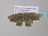  ( - BC ZSM Lep 34239)  @11 [ ] CreativeCommons - Attribution Non-Commercial Share-Alike (2010) Axel Hausmann/Bavarian State Collection of Zoology (ZSM) SNSB, Zoologische Staatssammlung Muenchen