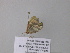 ( - BC ZSM Lep 34240)  @12 [ ] CreativeCommons - Attribution Non-Commercial Share-Alike (2010) Axel Hausmann/Bavarian State Collection of Zoology (ZSM) SNSB, Zoologische Staatssammlung Muenchen