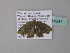  ( - BC ZSM Lep 34241)  @11 [ ] CreativeCommons - Attribution Non-Commercial Share-Alike (2010) Axel Hausmann/Bavarian State Collection of Zoology (ZSM) SNSB, Zoologische Staatssammlung Muenchen