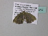  ( - BC ZSM Lep 34242)  @11 [ ] CreativeCommons - Attribution Non-Commercial Share-Alike (2010) Axel Hausmann/Bavarian State Collection of Zoology (ZSM) SNSB, Zoologische Staatssammlung Muenchen