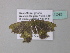  ( - BC ZSM Lep 34243)  @12 [ ] CreativeCommons - Attribution Non-Commercial Share-Alike (2010) Axel Hausmann/Bavarian State Collection of Zoology (ZSM) SNSB, Zoologische Staatssammlung Muenchen