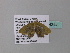  ( - BC ZSM Lep 34244)  @11 [ ] CreativeCommons - Attribution Non-Commercial Share-Alike (2010) Axel Hausmann/Bavarian State Collection of Zoology (ZSM) SNSB, Zoologische Staatssammlung Muenchen