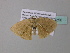  ( - BC ZSM Lep 34250)  @13 [ ] CreativeCommons - Attribution Non-Commercial Share-Alike (2010) Axel Hausmann/Bavarian State Collection of Zoology (ZSM) SNSB, Zoologische Staatssammlung Muenchen
