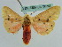  ( - BC ZSM Lep 36253)  @11 [ ] CreativeCommons - Attribution Non-Commercial Share-Alike (2010) Axel Hausmann/Bavarian State Collection of Zoology (ZSM) SNSB, Zoologische Staatssammlung Muenchen
