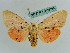  ( - BC ZSM Lep 36255)  @11 [ ] CreativeCommons - Attribution Non-Commercial Share-Alike (2010) Axel Hausmann/Bavarian State Collection of Zoology (ZSM) SNSB, Zoologische Staatssammlung Muenchen