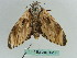  ( - BC ZSM Lep 36280)  @11 [ ] CreativeCommons - Attribution Non-Commercial Share-Alike (2010) Axel Hausmann/Bavarian State Collection of Zoology (ZSM) SNSB, Zoologische Staatssammlung Muenchen