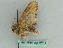  ( - BC ZSM Lep 36282)  @11 [ ] CreativeCommons - Attribution Non-Commercial Share-Alike (2010) Axel Hausmann/Bavarian State Collection of Zoology (ZSM) SNSB, Zoologische Staatssammlung Muenchen