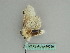  ( - BC ZSM Lep 36296)  @11 [ ] CreativeCommons - Attribution Non-Commercial Share-Alike (2010) Axel Hausmann/Bavarian State Collection of Zoology (ZSM) SNSB, Zoologische Staatssammlung Muenchen