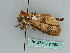  ( - BC ZSM Lep 36318)  @11 [ ] CreativeCommons - Attribution Non-Commercial Share-Alike (2010) Axel Hausmann/Bavarian State Collection of Zoology (ZSM) SNSB, Zoologische Staatssammlung Muenchen