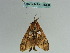  ( - BC ZSM Lep 36320)  @11 [ ] CreativeCommons - Attribution Non-Commercial Share-Alike (2010) Axel Hausmann/Bavarian State Collection of Zoology (ZSM) SNSB, Zoologische Staatssammlung Muenchen