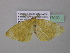  ( - BC ZSM Lep 37020)  @12 [ ] CreativeCommons - Attribution Non-Commercial Share-Alike (2010) Axel Hausmann/Bavarian State Collection of Zoology (ZSM) SNSB, Zoologische Staatssammlung Muenchen