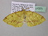  (Epigynopteryx curvimargo - BC ZSM Lep 37023)  @13 [ ] CreativeCommons - Attribution Non-Commercial Share-Alike (2010) Axel Hausmann/Bavarian State Collection of Zoology (ZSM) SNSB, Zoologische Staatssammlung Muenchen