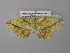  (Epigynopteryx venosa - BC ZSM Lep 37024)  @13 [ ] CreativeCommons - Attribution Non-Commercial Share-Alike (2010) Axel Hausmann/Bavarian State Collection of Zoology (ZSM) SNSB, Zoologische Staatssammlung Muenchen