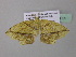  ( - BC ZSM Lep 37025)  @13 [ ] CreativeCommons - Attribution Non-Commercial Share-Alike (2010) Axel Hausmann/Bavarian State Collection of Zoology (ZSM) SNSB, Zoologische Staatssammlung Muenchen