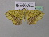  ( - BC ZSM Lep 37026)  @12 [ ] CreativeCommons - Attribution Non-Commercial Share-Alike (2010) Axel Hausmann/Bavarian State Collection of Zoology (ZSM) SNSB, Zoologische Staatssammlung Muenchen