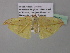  (Epigynopteryx AH02CaGh - BC ZSM Lep 37027)  @13 [ ] CreativeCommons - Attribution Non-Commercial Share-Alike (2010) Axel Hausmann/Bavarian State Collection of Zoology (ZSM) SNSB, Zoologische Staatssammlung Muenchen