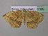  (Epigynopteryx modesta - BC ZSM Lep 37028)  @13 [ ] CreativeCommons - Attribution Non-Commercial Share-Alike (2010) Axel Hausmann/Bavarian State Collection of Zoology (ZSM) SNSB, Zoologische Staatssammlung Muenchen