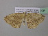  ( - BC ZSM Lep 37029)  @12 [ ] CreativeCommons - Attribution Non-Commercial Share-Alike (2010) Axel Hausmann/Bavarian State Collection of Zoology (ZSM) SNSB, Zoologische Staatssammlung Muenchen