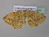  ( - BC ZSM Lep 37030)  @12 [ ] CreativeCommons - Attribution Non-Commercial Share-Alike (2010) Axel Hausmann/Bavarian State Collection of Zoology (ZSM) SNSB, Zoologische Staatssammlung Muenchen