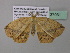  (Epigynopteryx modestaAH01CaGh - BC ZSM Lep 37031)  @13 [ ] CreativeCommons - Attribution Non-Commercial Share-Alike (2010) Axel Hausmann/Bavarian State Collection of Zoology (ZSM) SNSB, Zoologische Staatssammlung Muenchen