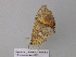  (Epigynopteryx AH03CaGh - BC ZSM Lep 37032)  @12 [ ] CreativeCommons - Attribution Non-Commercial Share-Alike (2010) Axel Hausmann/Bavarian State Collection of Zoology (ZSM) SNSB, Zoologische Staatssammlung Muenchen