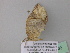  ( - BC ZSM Lep 37033)  @12 [ ] CreativeCommons - Attribution Non-Commercial Share-Alike (2010) Axel Hausmann/Bavarian State Collection of Zoology (ZSM) SNSB, Zoologische Staatssammlung Muenchen