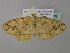  ( - BC ZSM Lep 37038)  @13 [ ] CreativeCommons - Attribution Non-Commercial Share-Alike (2010) Axel Hausmann/Bavarian State Collection of Zoology (ZSM) SNSB, Zoologische Staatssammlung Muenchen