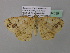  ( - BC ZSM Lep 37039)  @13 [ ] CreativeCommons - Attribution Non-Commercial Share-Alike (2010) Axel Hausmann/Bavarian State Collection of Zoology (ZSM) SNSB, Zoologische Staatssammlung Muenchen