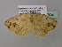  ( - BC ZSM Lep 37040)  @13 [ ] CreativeCommons - Attribution Non-Commercial Share-Alike (2010) Axel Hausmann/Bavarian State Collection of Zoology (ZSM) SNSB, Zoologische Staatssammlung Muenchen