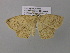  (Epigynopteryx termininotaAH01CaGh - BC ZSM Lep 37041)  @13 [ ] CreativeCommons - Attribution Non-Commercial Share-Alike (2010) Axel Hausmann/Bavarian State Collection of Zoology (ZSM) SNSB, Zoologische Staatssammlung Muenchen