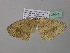  (Epigynopteryx AH04CaGh - BC ZSM Lep 37043)  @12 [ ] CreativeCommons - Attribution Non-Commercial Share-Alike (2010) Axel Hausmann/Bavarian State Collection of Zoology (ZSM) SNSB, Zoologische Staatssammlung Muenchen