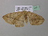  ( - BC ZSM Lep 37046)  @13 [ ] CreativeCommons - Attribution Non-Commercial Share-Alike (2010) Axel Hausmann/Bavarian State Collection of Zoology (ZSM) SNSB, Zoologische Staatssammlung Muenchen
